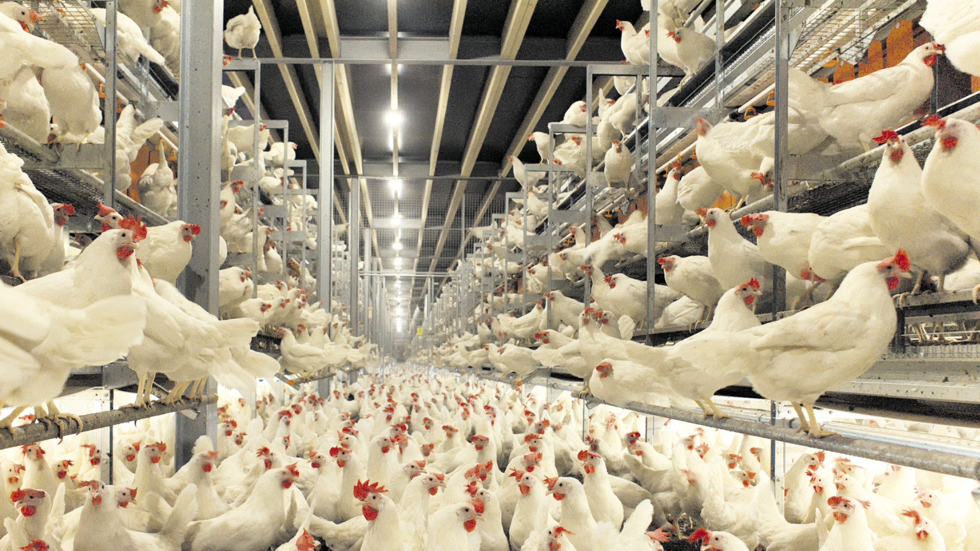 Parámetros a seguir en la iluminación de granjas avícolas - AmericaAgro