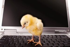 software para granjas avícolas