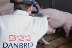 Mejoramiento genético en cerdos