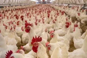 pollos de engorde