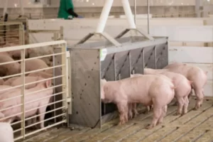 Tecnolog铆a en alimentaci贸n porcina